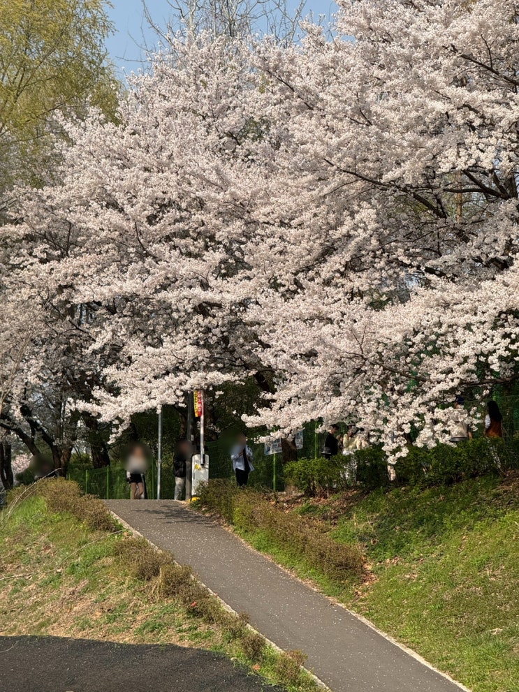  2025년 개나리, 진달래, 벚꽃 개화시기 ( 2025년 봄꽃과 함께 대한민국에도 진정 봄이 왔으면 좋겠습니다. )