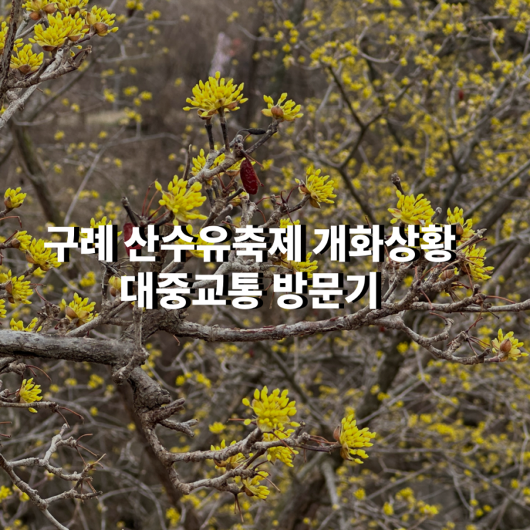  구례 산수유축제 실시간 개화 상황 대중교통 방문기