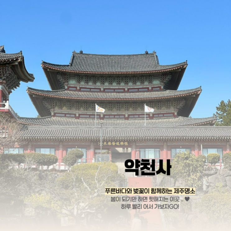  서귀포 절 사찰 약천사, 3월 4월 벚꽃명소 템플스테이