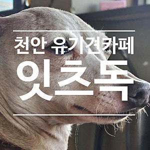 천안 신부동 애견카페  잇츠독 /입양문의/ 주차정보