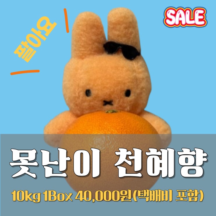  부모님이 직접 키운 제주도 못난이 천혜향, 안 사면 후회할걸?(마감)