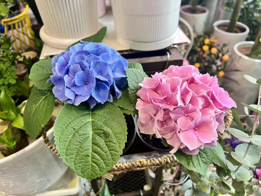 오미꽃화원 사진 5