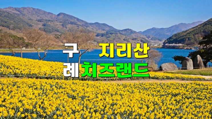 전라도 봄꽃 축제 나들이 가볼만한곳 · 구례 지리산치즈랜드 수선화꽃 명소 개화상황 전라도 봄꽃 축제 나들이 가볼만한곳 · 구례 지리산치즈랜드 수선화꽃 명소 개화상황