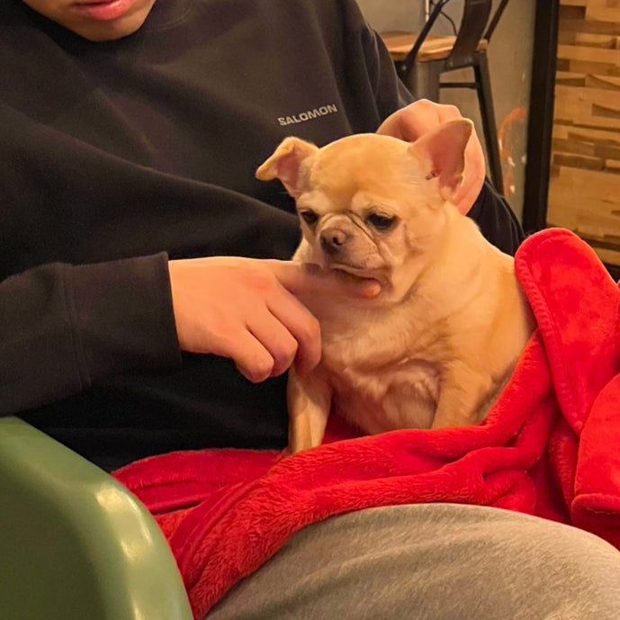  [천안] 신부동 유기견 강아지 카페, 천안 데이트, 키즈 동반 카페 : 잇츠독