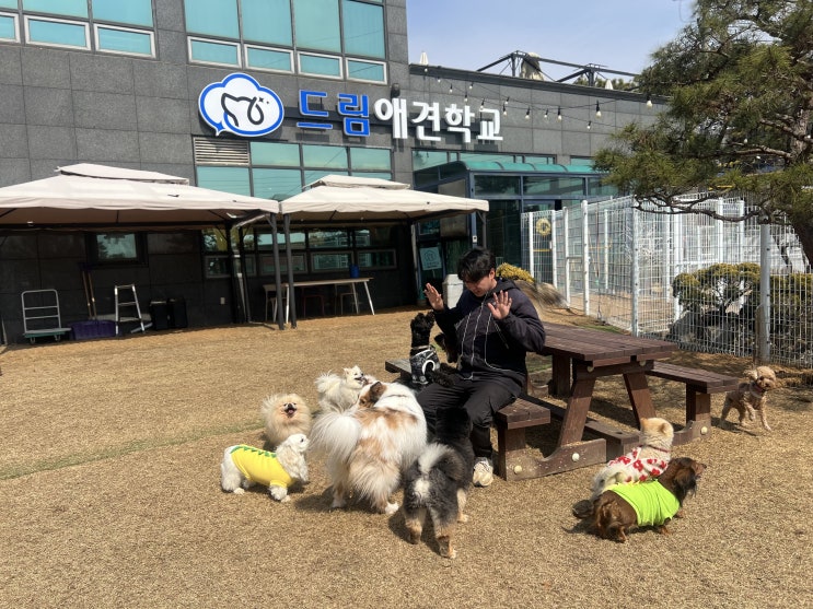  신나는 강아지들 산책시간이에요 ~![드림애견학교]