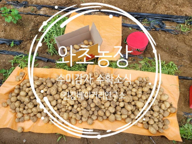  와초농장, 와초감자, 수미감자, 감자농장, 감자수확