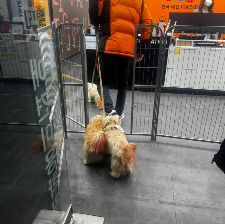  구월동 애견미용학원 등록부터 창업까지 비용 확인