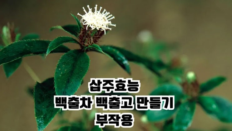  삽주 백출 효능 백출차 백출고 만드는 법 부작용