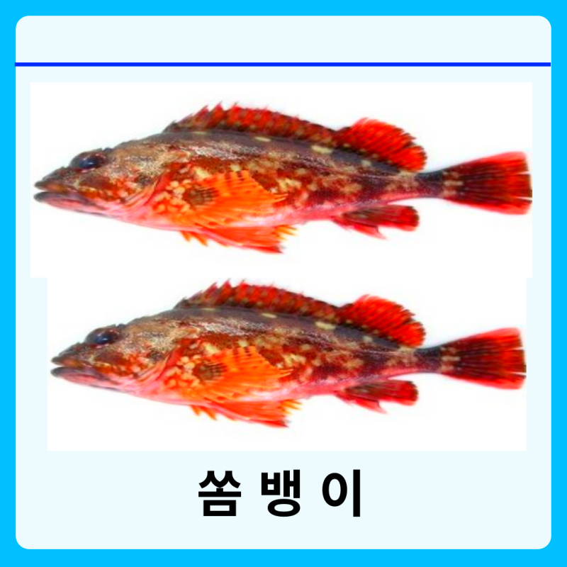 쏨뱅이 효능 먹는 법 쏨뱅이 가시 부작용
