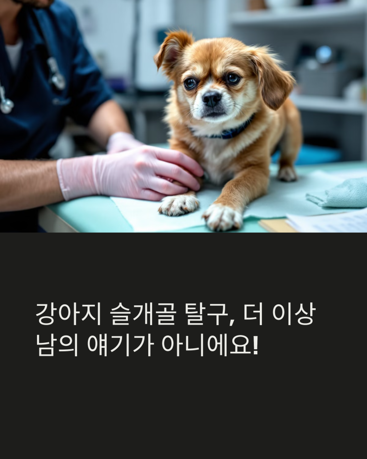  강아지 슬개골 탈구, 더 이상 남의 얘기가 아니에요! 우리 댕댕이 관절 건강 지키는 방법