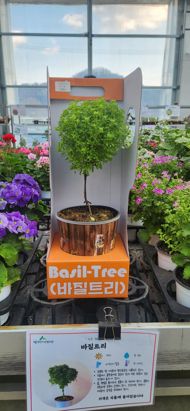  봄맞이 식물 분양 천안시 산림조합 임산물 유통센터