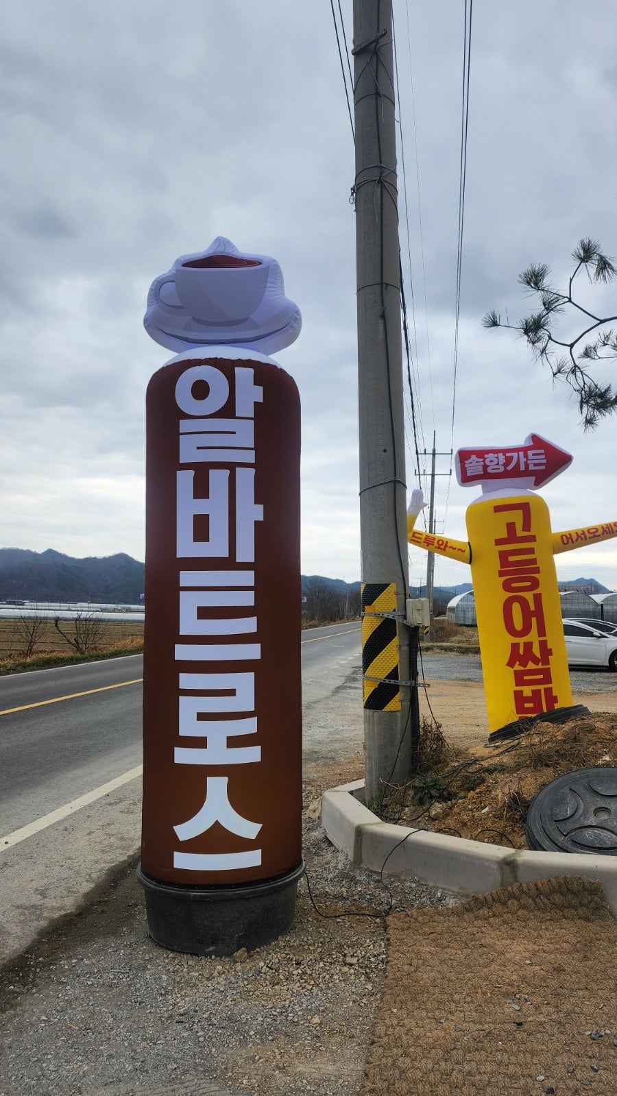 알바트로스 사진 1