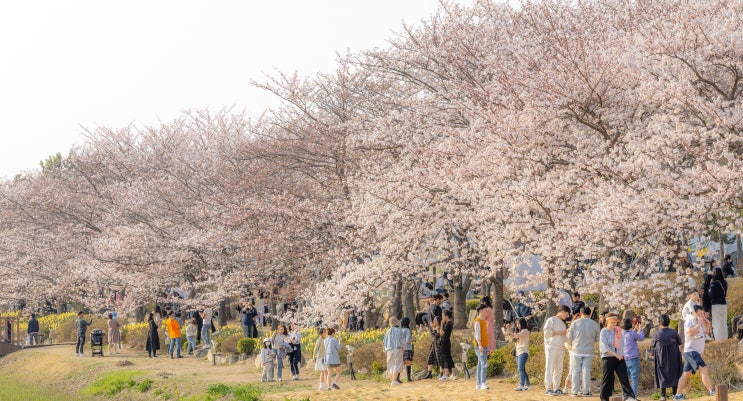  경기도 가볼만한곳 시흥 렌트카 갯골생태공원 벚꽃명소 봄나들이