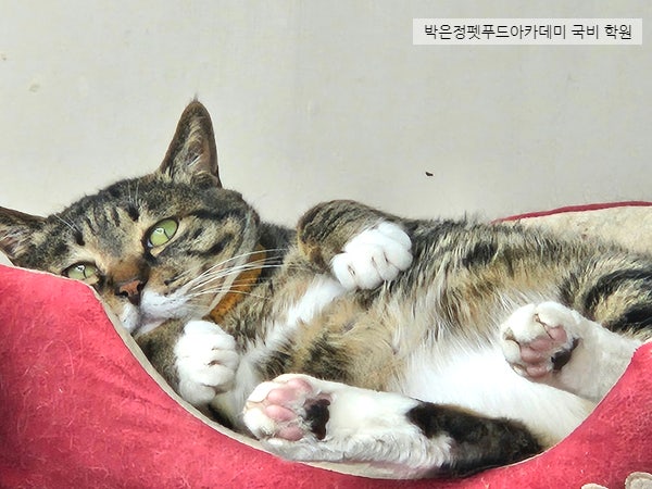  반려묘 코숏 3마리, 귀여운 고양이들의 일상 소개