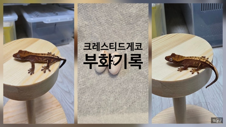  크레스티드게코(크레) 해칭 성공(부화 온도)