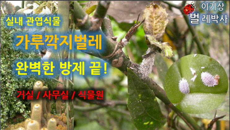  [유튜브 24] 실내 관엽식물 가루깍지벌레 완벽한 방제 끝!