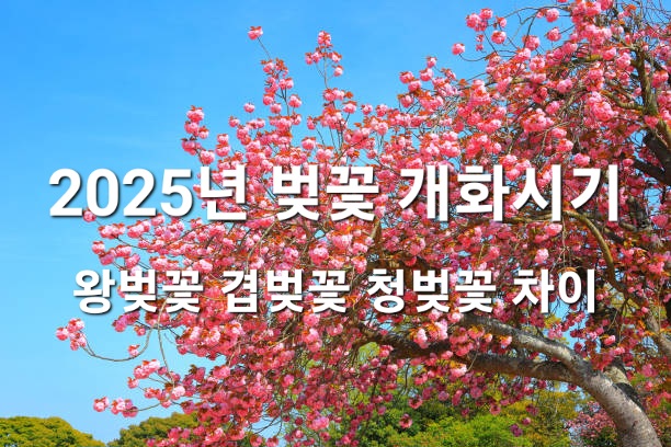  2025년 벚꽃 개화시기 겹벚꽃 왕벚꽃 청벚꽃 차이
