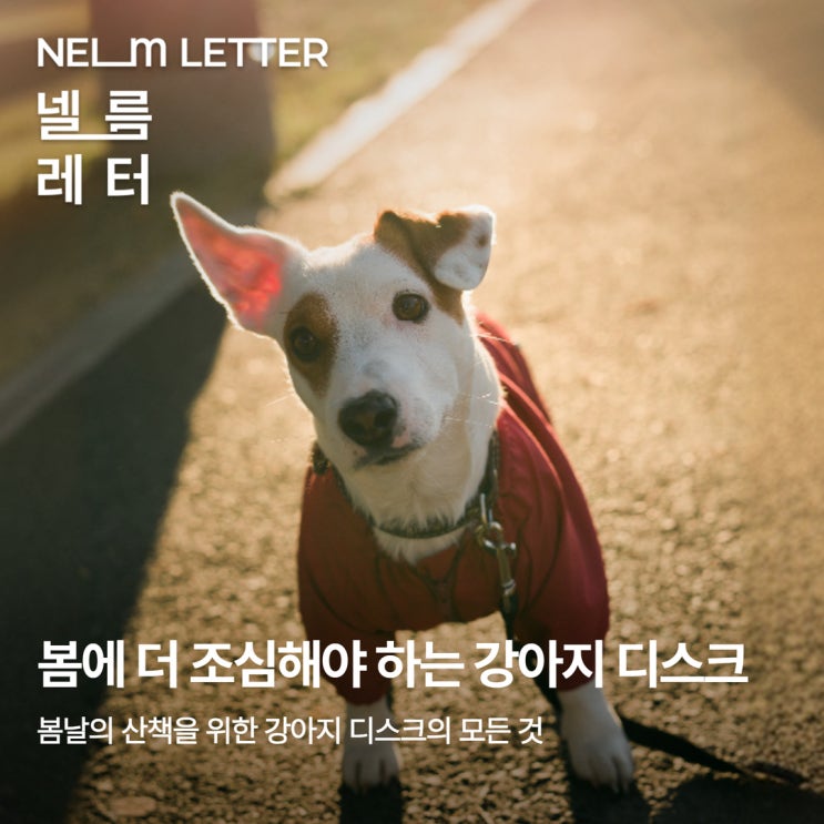  [NEL:튼튼] 봄에 더 위험한 강아지 디스크