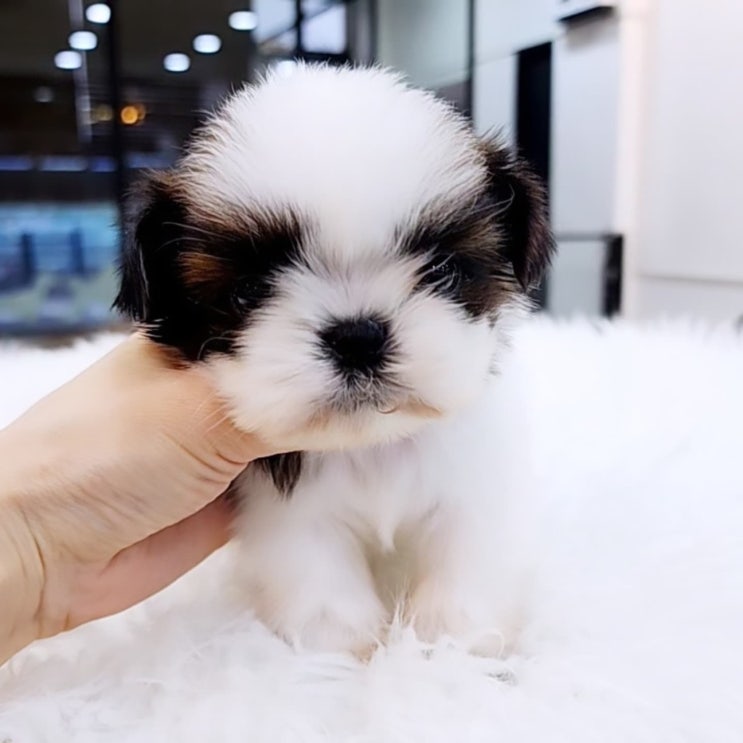  인형 같은 콩시츄 왕자님!세종 강아지 분양 전문 원독 애견분양 센터