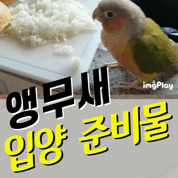  앵무새 입양 준비물_파인애플 코뉴어 새장 횟대 꾸미기