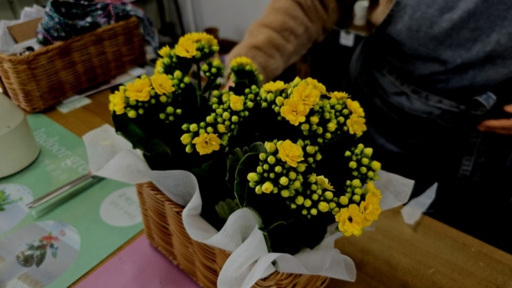  봄맞이 집안 분위기 바꾸기, 남양주 꽃집 미스플라워에서 만난 럭키 금전수와 퀸로즈 다육이 