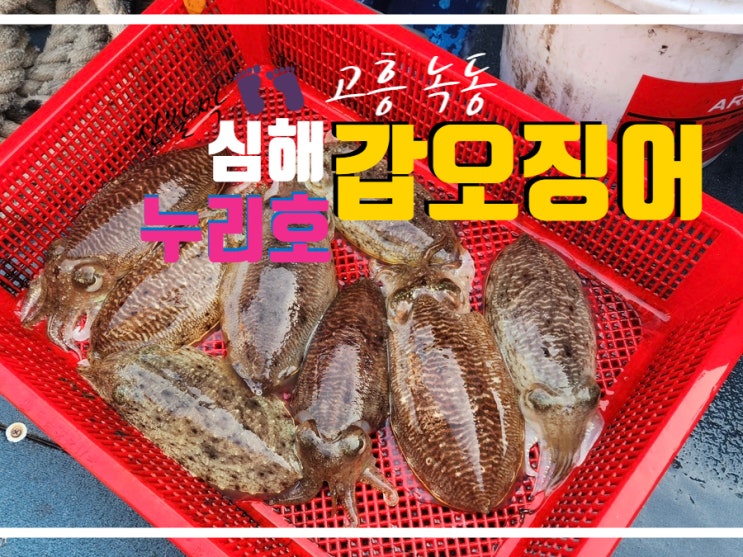  고흥 누리호 타고 제주 심해 갑오징어 낚시 25시즌 액땜 조행기