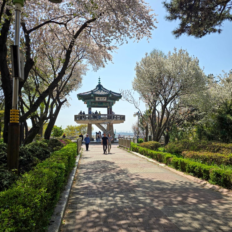  [인천시 중구 송학동] 서울 근교 벚꽃 명소, 가볼만한곳 - 자유공원