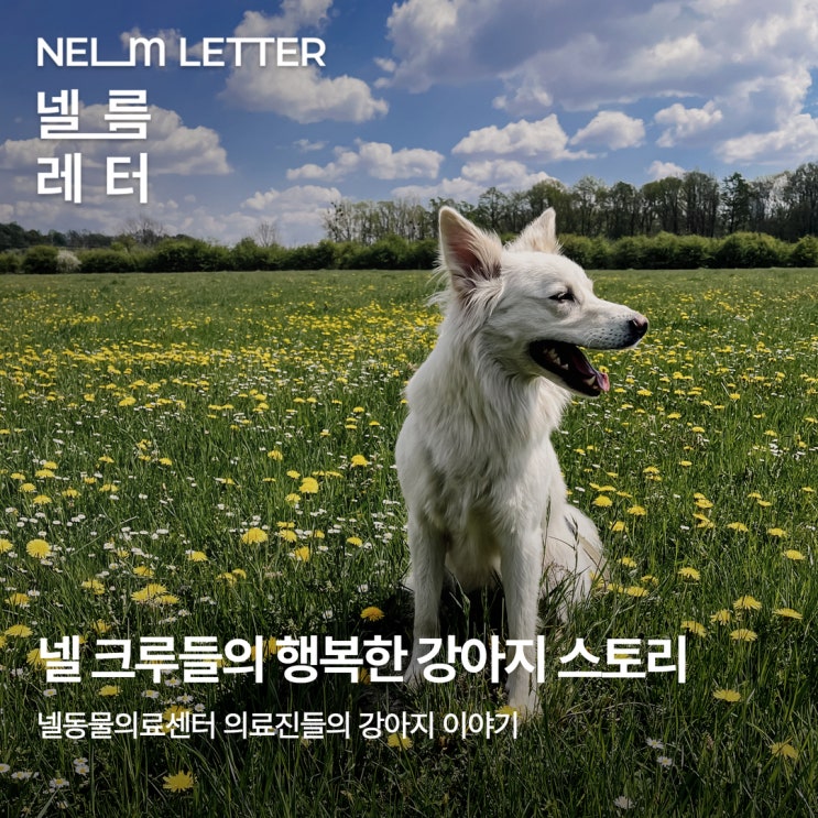  [NEL:특집] 넬 크루들의 행복한 강아지 스토리