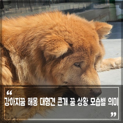 강아지꿈 해몽 대형견꿈 큰 개꿈 무는꿈 보는꿈 안는꿈 의미