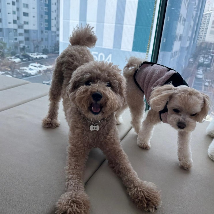  우리 강아지 안전하게 맡길 수 있는 울산 애견유치원 케어메이트
