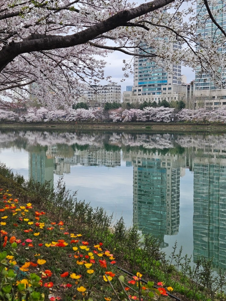 석촌호수 주차장 벚꽃축제 모두의주차장 요금 정보