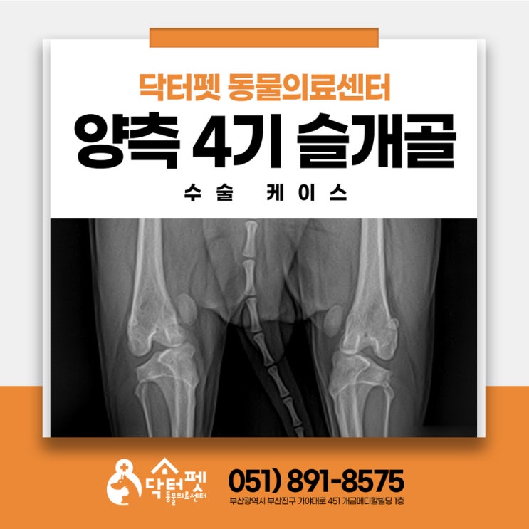  1살 포메라니안 4기 양측 슬개골 탈구 교정 (부산 강아지 외과수술 동물병원)