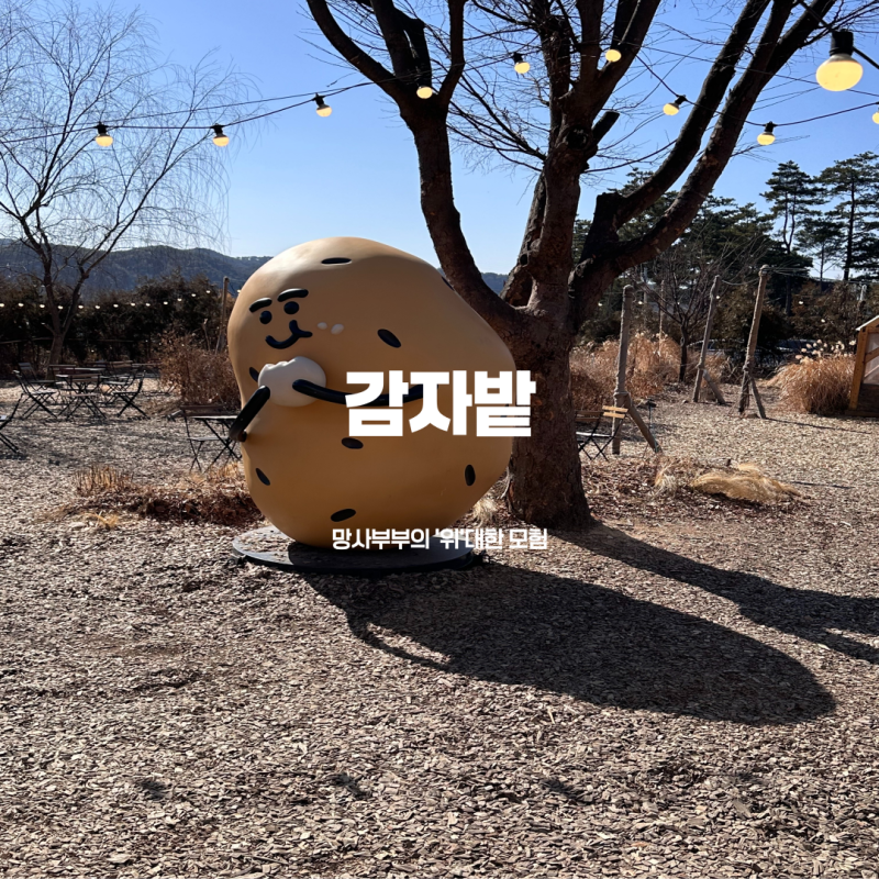 감자밭