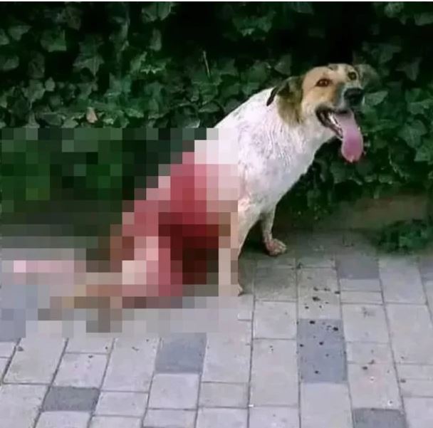 '개 300만 마리 총살·독살'<b>모로코</b>에서 벌어지는 끔찍한 현실... 