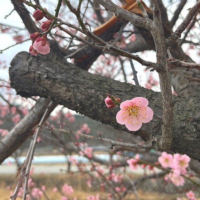  대구근교 칠곡가볼만한곳 매원마을 매화개화율