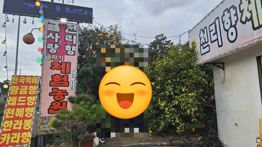 귤사랑 사진 2