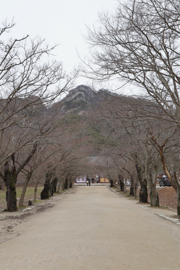  전북 부안 내소사 전나무 숲길 걸어보기 입장료 무료