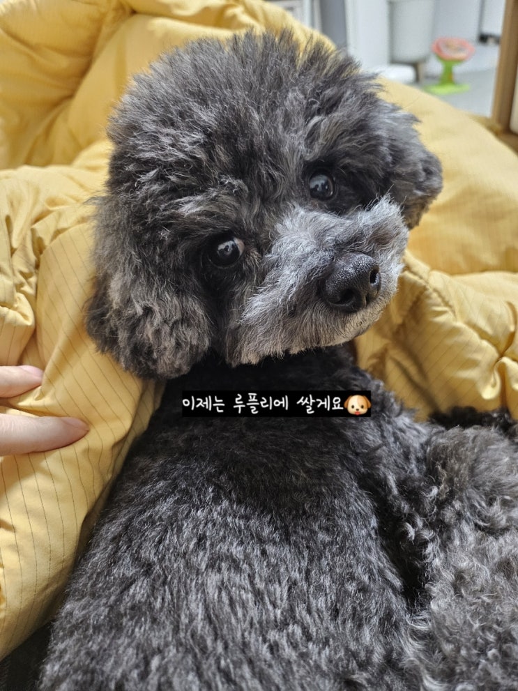  [강아지]빨아쓰는 배변패드 '루플리' 일주일 실 사용 추천 후기