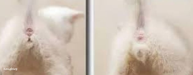 고양이 암수 구별 생식기 외 방법 임신 증상 및 기간