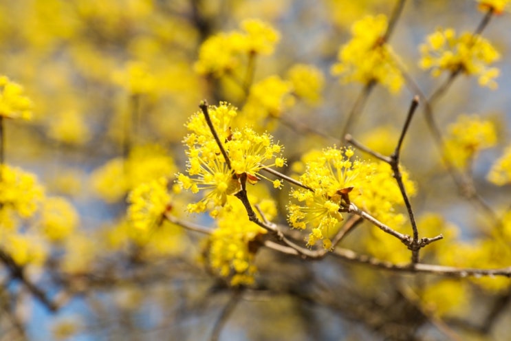  봄날의 힐링! 이천백사 산수유꽃축제