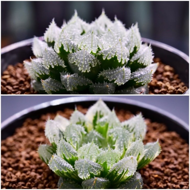  [성장] 하월시아 그린젬 (Green gem)과 그린젬금(錦, TC)