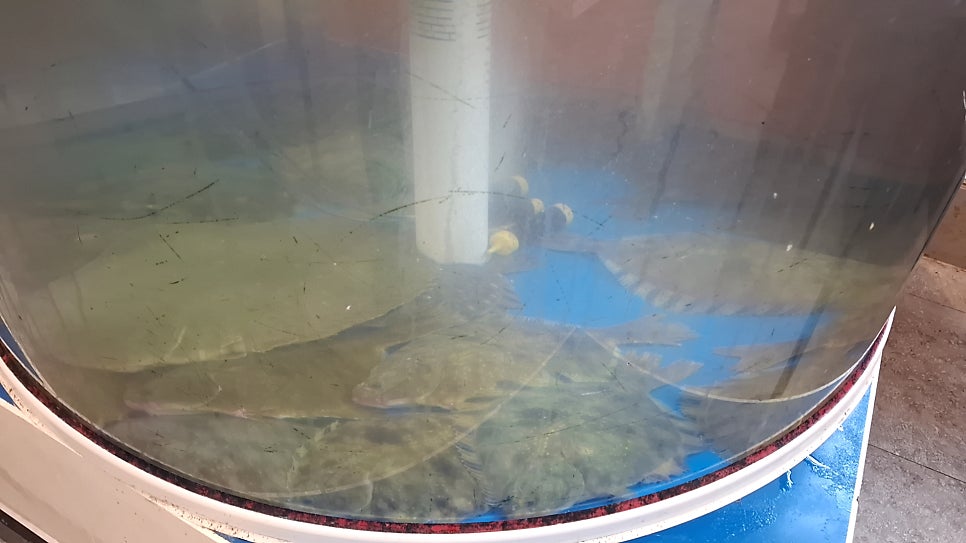 터울림김병삼뻘낙지 상무점 사진 3