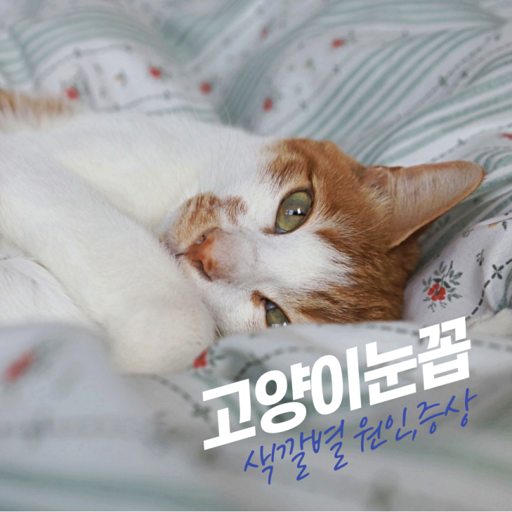  고양이 눈꼽, 색깔별 원인 & 증상! 건강 신호 놓치지 마세요