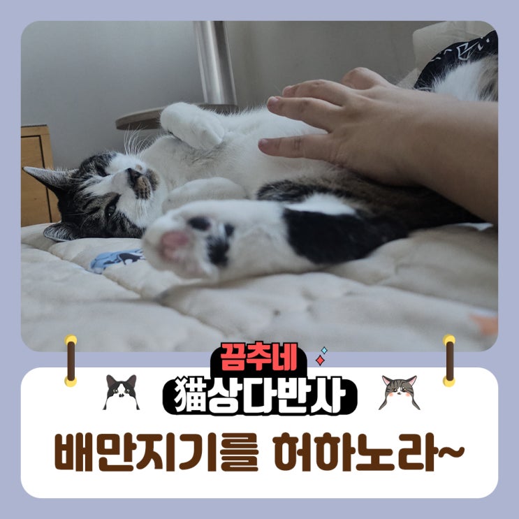  고양이 배만지기 난이도 하하하 박소금씨