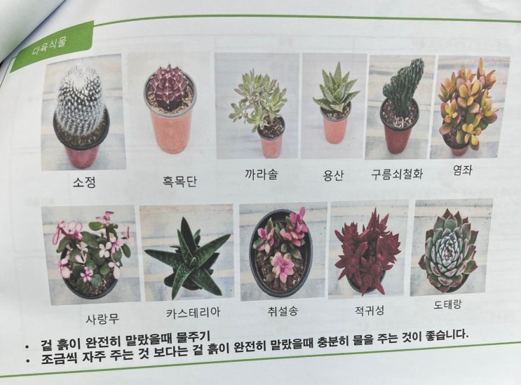  [오늘의 다이소] *다이소 생화 목록 / 다이소 장미 생화(5) / 손잡이바구니(1) / 빨래바구니(5) / 투명플라스틱화분(1) / 알루미늄전선보호관(3)