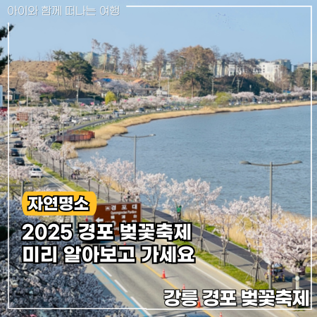 2025 경포 벚꽃 축제 일정 명소 총정리