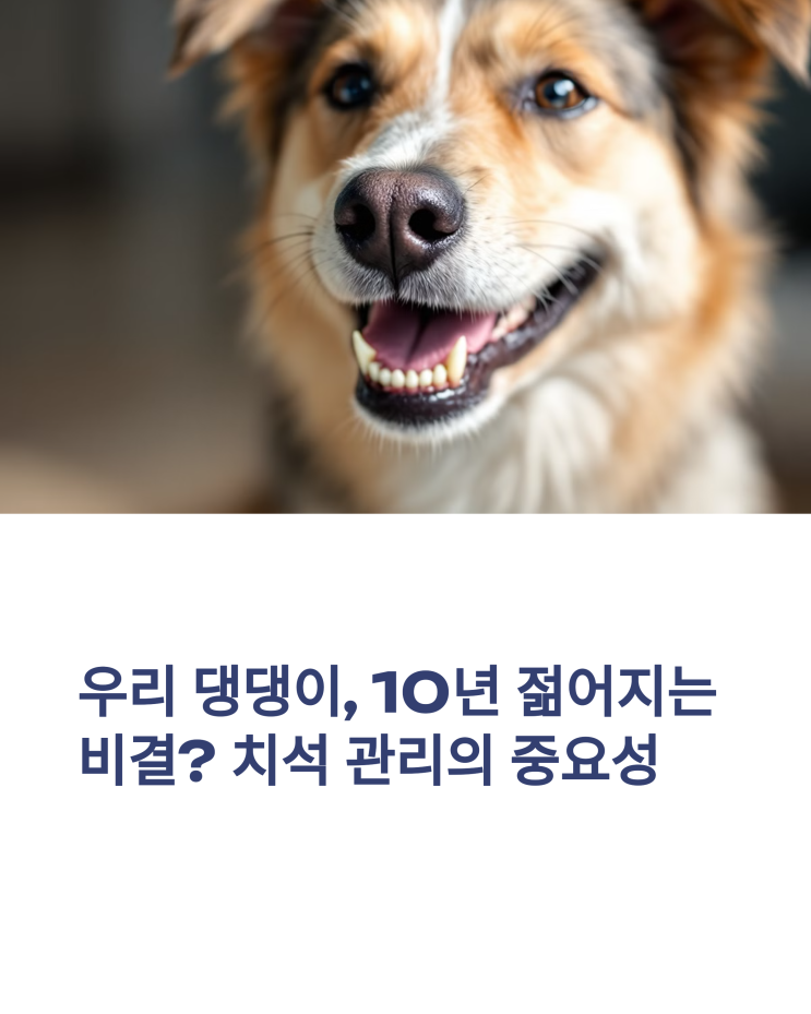  우리 댕댕이, 10년 젊어지는 비결? 강아지 치석 관리의 중요성
