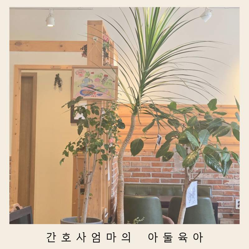 드라세나 드라코 키우기 관리 실내 거실식물 공기정화식물나무