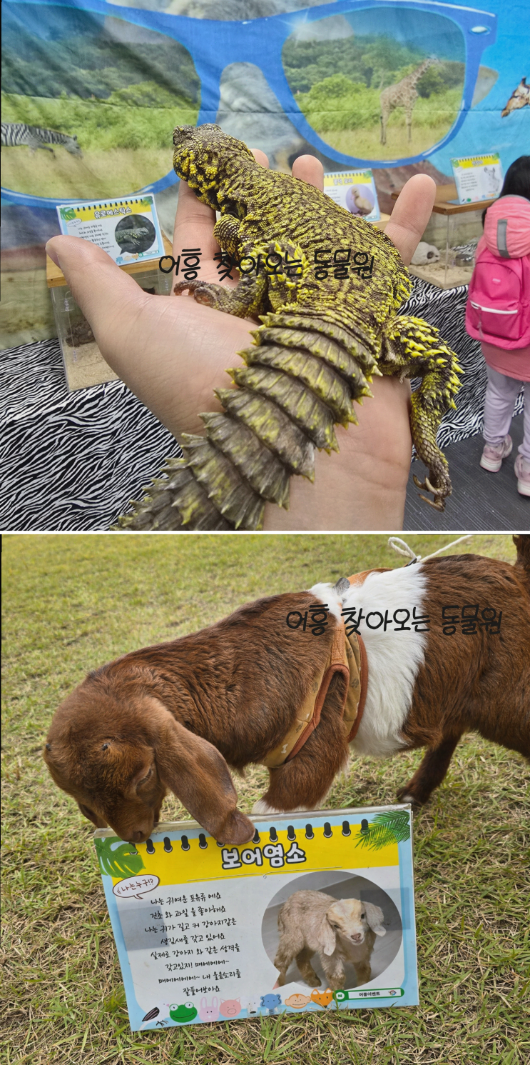  어흥이벤트 이동동물원, 아이들에게 생명의 소중함을 가르치다