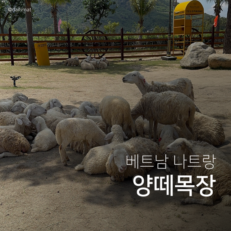  나트랑 프라이빗 판랑 사막 투어 (1) - 양떼목장